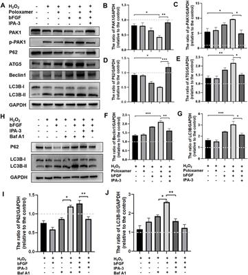 Delivery of Basic Fibroblast Growth Factor Through an In Situ Forming Smart Hydrogel Activates Autophagy in Schwann Cells and Improves Facial Nerves Generation via the PAK-1 Signaling Pathway